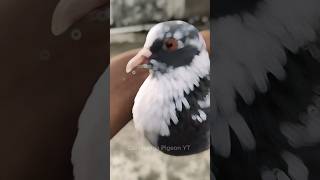 Pigeon Colour Full Eye 👀 🤯 || #pigeon #shots #shortviral #kabootar #darbhanga #pigeoneyes #shorts