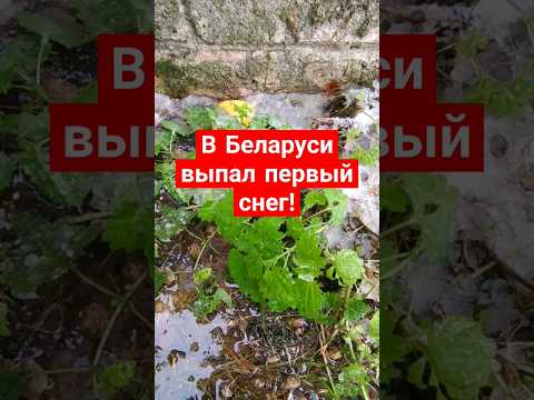 Вот уже несколько дней в Беларуси свирепствует непогода...