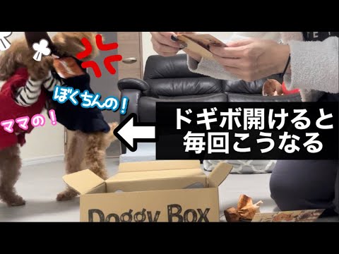 多頭飼いの悲劇🐶🐶🐶おもちゃ争奪戦が修羅場すぎる