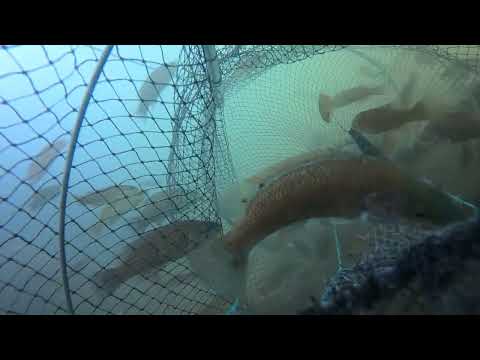 Amazing fish trap. Real underwater full video.A lot of fish came into the trap