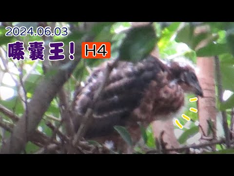 20240603 〈大安〉小花媽到底餵了什麼??? 橘H4 (小橘哈)可以腫成這樣...