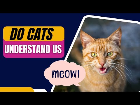 What Do Cats Think When Humans Meow At Them?