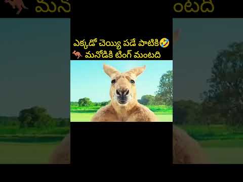 ఎక్కడో చెయ్యి పడే పాటికి🤣🦘 మనోడికి టింగ్ మంటది #shorts #ytshots