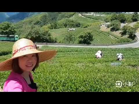 阿里山紅茶