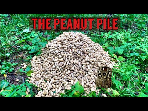 We Left a PILE OF PEANUTS in the Woods. Heres what happened! Trail Camera: The Peanut Pile