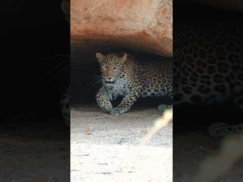 Jawai leopard safari   #wildlife #jawaibandh #rajasthantourism