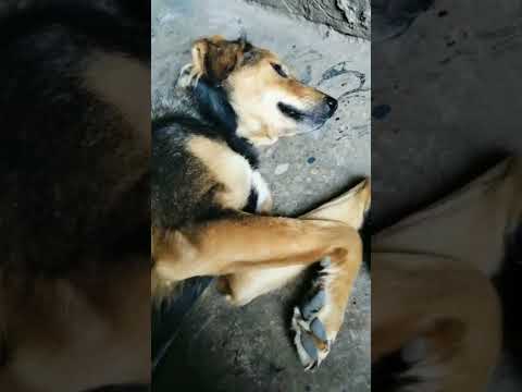 Jo mere video ko like na kar use. Kanjus Kahte Hai#funny #viralshort #doglover