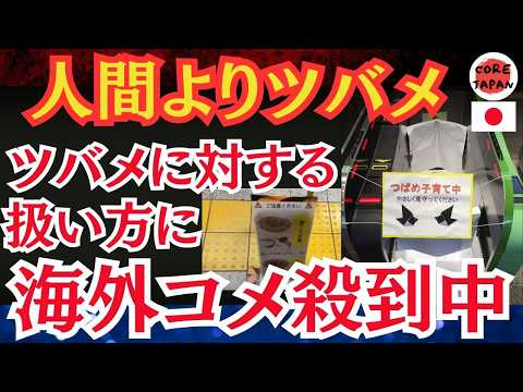 【衝撃】外国人が日本のツバメに対する対応に感動！その理由とは？！外国人女性がInstagramで200万再生を記録した衝撃の瞬間