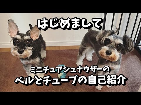 【ミニチュアシュナウザー】はじめまして！ミニシュナのベルとチューブの楽しい自己紹介