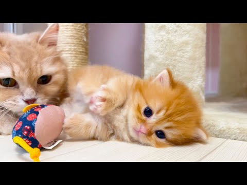 【マンチカンの子猫】仲睦まじい猫の親子かと思いきやな件 ～猫のいる生活Vol.1052～出産動画 マンチカン短足・ミヌエット・ペルシャ猫専門ブリーダー『ペット蔵人』【子猫の成長記録】