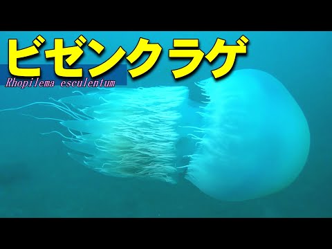 [ Bizen jellyfish ] Japanese edible jellyfish / Rhopilema esculenta