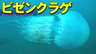 【 ビゼンクラゲ 】美味しい備前の白くらげ　Rhopilema esculenta