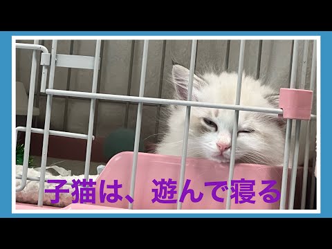 【ラグドール】子猫は遊ぶだけ遊んだらあとは寝るだけ