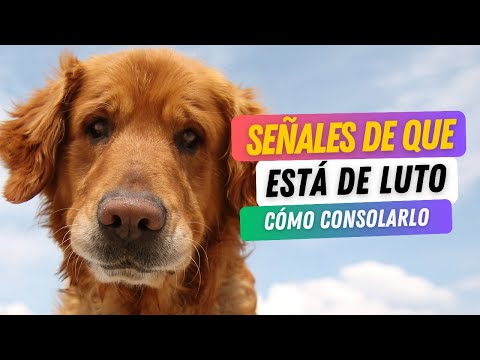 Señales de que tu perro está de luto y cómo consolarlo