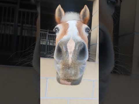 🐴💖🎵 Haflinger Horse Eating #horse #haflinger #horselovers #horsesounds #horseaddict #asmr #asmrvideo