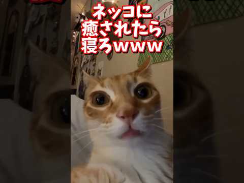 ネッコの動画で癒されたら寝ろｗｗｗ　#2ch #2chまとめ 動物スレ #2ch面白いスレ #動物 #犬 #猫 #癒やし #ねこ動画