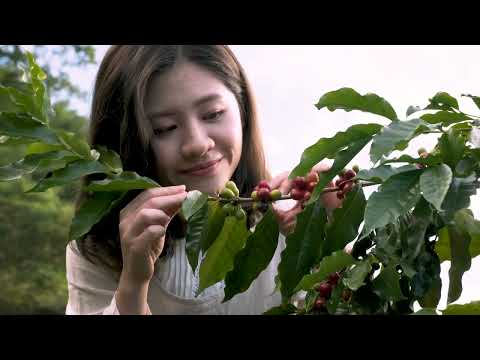 尋找阿里山的味道Discovering the Scents of Alishan(英文版)