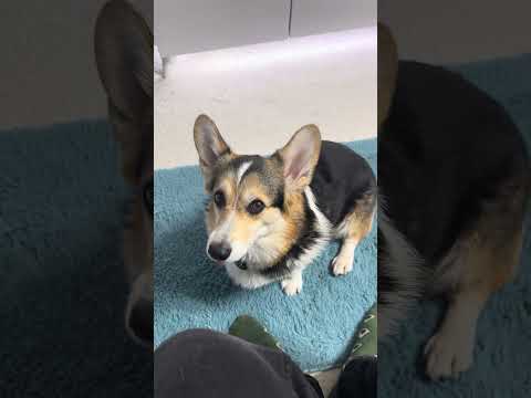 МАЛЫШ И КОРГИ | И КАК ТЕПЕРЬ КУШАТЬ? 😅 #corgi #dog #юмор #малыш