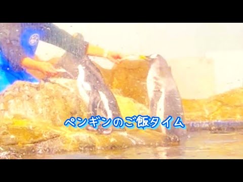 【ペンギン】ちょっと離れてたので画質悪いけど【ご飯タイム】