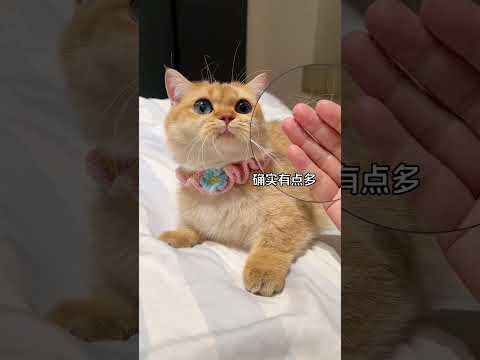 体验每天早晨特殊叫醒服务 顽皮鱼油猫条选顽皮没毛病14天改掉坏毛病万物可爱计划