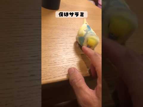 いろんな言葉覚えたね #shorts #セキセイインコ #budgie #かわいい #すいちゃん #おしゃべり