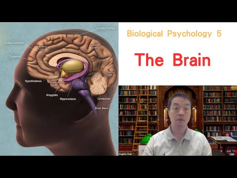 (Eng) Biological Psychology 05: The Brain #brain #brainstem #cerebellum