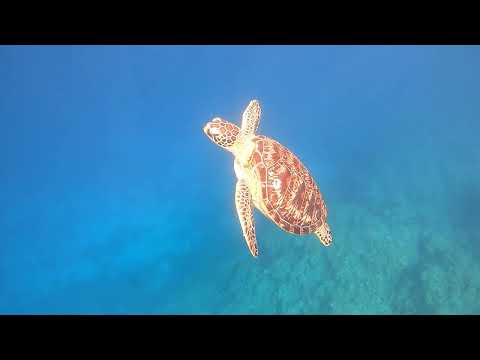 石垣島大崎海岸タチイ浜 - ビーチエントリーシュノーケリング