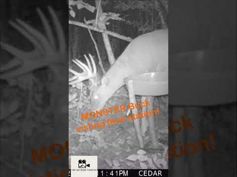 BIG Whitetail Deer Feeding at Feed Station! #trailcamera #wildlife #whitetaildeer #trailcam