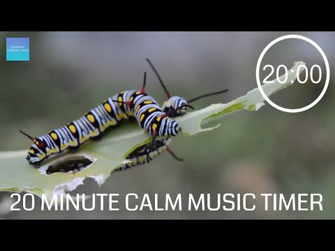 20 Minute Timer With Classical Calm Music - 🐛 Insects 🦋 - 20 minute timer with music relaxing