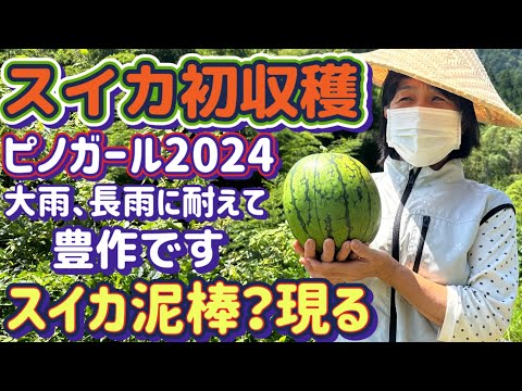 【楽しいスイカ栽培収穫編】大雨、長雨で諦めかけてたスイカ栽培に光が見えた！初収穫は美味しくいただきました♪