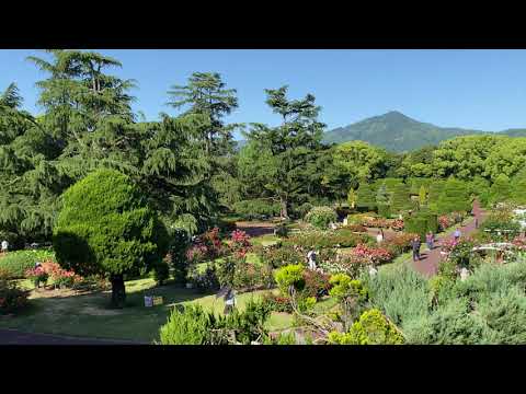 植物園の春バラ（2024年5月9日）