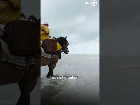 Krabbenfischen an der Küste von Oostduinkerke 🐴 🦐 | ARD Reisen