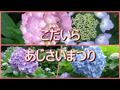 紫陽花がたくさん咲いているあじさい公園に行ってみた！