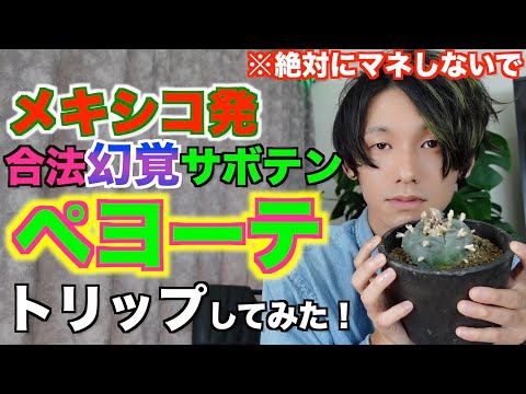 Eating Peyote and Tripping in Japan