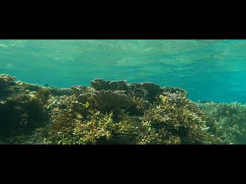 石垣島吉原海岸ALOALOビーチで珊瑚鑑賞シュノーケリング