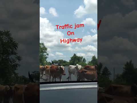 #youtubeshorts #youtube#ytshorts #ytshortsindia  #trafficjam #travel#cow #bull