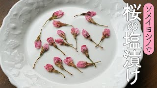 ソメイヨシノで桜の塩漬けを作る