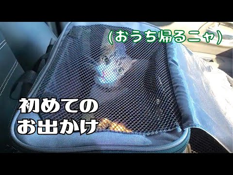 【保護猫】車でお出かけしたら恐怖で鳴き声が止まらない子猫