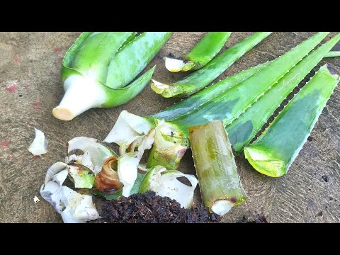 How To Save Aloe vera With Rotting Leaves