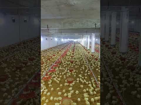 Poultry farm #poultryfarmbusinessplan #murgifarm #desimurgifarmbusiness #henfarm