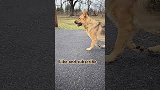 Support the small guys #germanshepherd #dmzclips #fyp #twitch #shorts #supportme