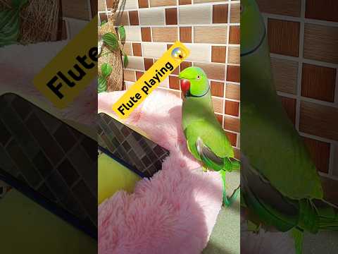 Parrot's flute playing style is amazing😱#funnypets #foryou#funny #trending #shorts #viralvideo