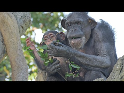 Kosachi enjoying autumn 　Yokohama Zoo Zoorasia Chimpanzee 2024011