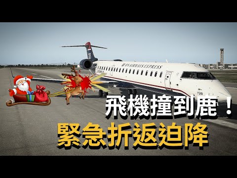 美鷹航空起飛時撞到鹿！ ｜ 沒有聖誕老人的真正原因