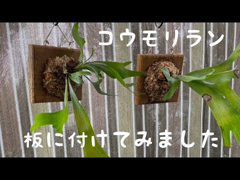 コウモリラン板付け(観葉植物)DIY オシャレになりました