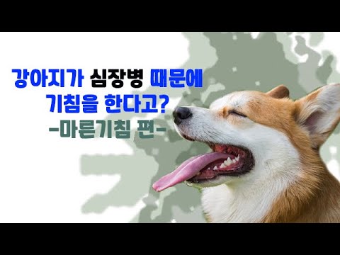 수의학박사 닥터엠이 알려주는 강아지 심장병과 마른기침의 관계