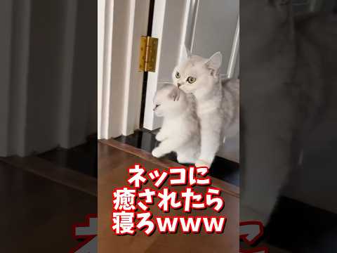 ネッコの動画で癒されたら寝ろｗｗｗ　#2ch #2chまとめ 動物スレ #2ch面白いスレ #動物 #犬 #猫 #癒やし #ねこ動画#ねこ