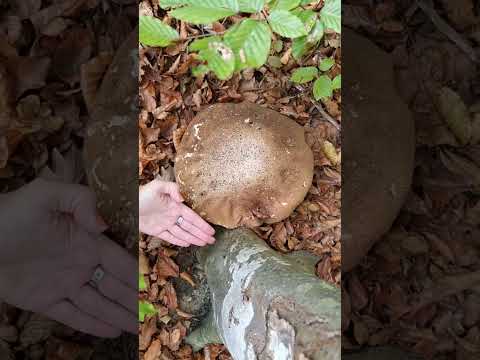 Giant old autumn mushroom Porcini #shorts