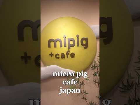 Would You Go Here? #japan #pig #cute #cafe #travel