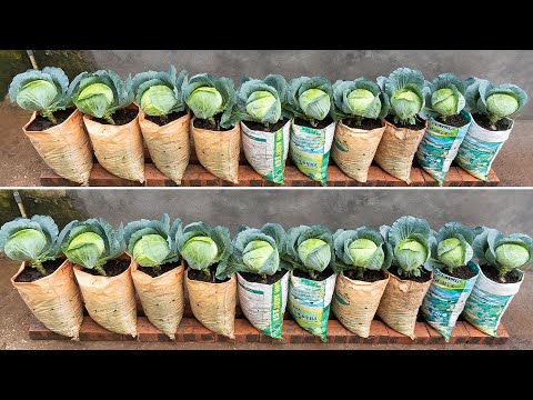 Growing cabbage in a small bag is easy but the vegetables are still green and growing fast